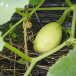 そうめんカボチャの実の写真です。