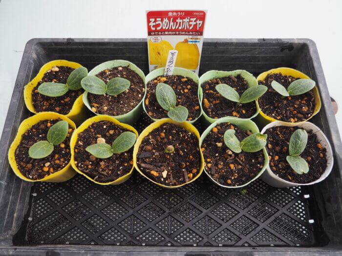 そうめん(金糸)カボチャの発芽の写真です。