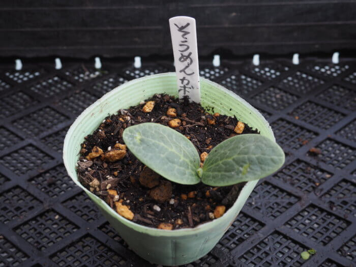 そうめん(金糸)カボチャの発芽の写真です。