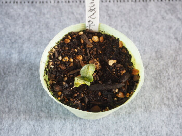 そうめん(金糸)カボチャの発芽の写真です。