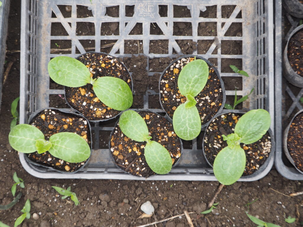 そうめんカボチャの発芽の写真です。