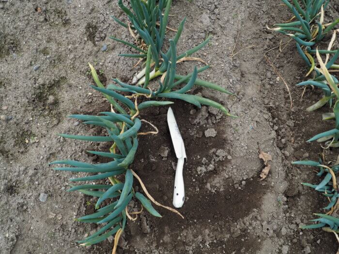 ネギの土寄せの写真です。