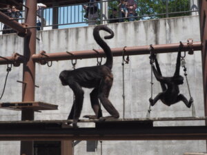 桐生が岡動物園のクモザルの写真です。