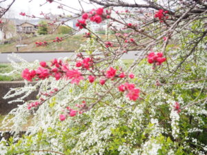 しだれ桜とユキヤナギの写真です。
