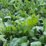 ホウレンソウの写真です。