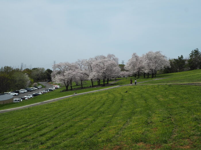 群馬県太田市・北部運動公園（八王子山公園）の写真です。