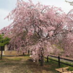 群馬県太田市・北部運動公園（八王子山公園）の写真です。