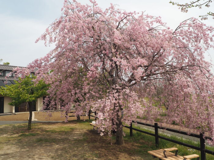 群馬県太田市・北部運動公園（八王子山公園）の写真です。