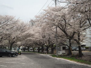 北部運動公園の桜の写真です。