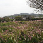 群馬県太田市・北部運動公園（八王子山公園）の写真です。