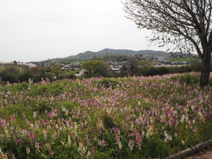 群馬県太田市・北部運動公園（八王子山公園）の写真です。