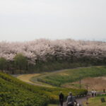 群馬県太田市・北部運動公園（八王子山公園）の写真です。