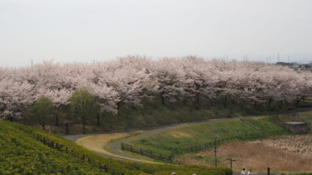 群馬県太田市・北部運動公園（八王子山公園）の写真です。