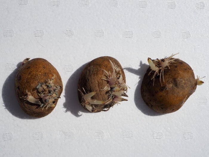 ジャガイモの育て方:発芽したジャガイモの写真です。