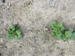 地面から芽を出したジャガイモの写真です。