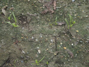 発芽が不良なホウレンソウの写真です。