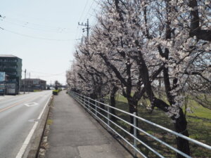 桜スポット：足利大学「風と光の広場」の写真です。