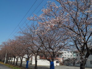 桜スポット：足利大学「風と光の広場」の写真です。