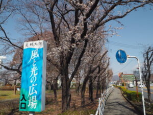 桜スポット：足利大学「風と光の広場」の写真です。