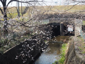 桜スポット：足利大学「風と光の広場」の写真です。