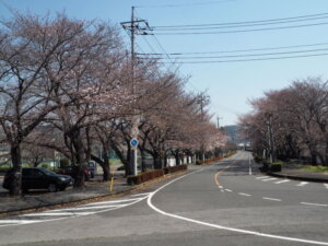 桜スポット：足利大学「風と光の広場」の写真です。