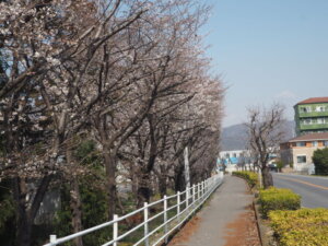 桜スポット：足利大学「風と光の広場」の写真です。