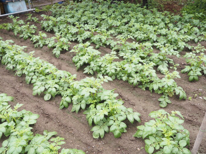 だんだん大きくなってきたジャガイモの葉の写真です。