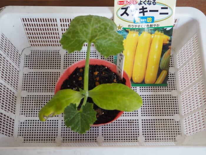 本葉が展開し始めたズッキーニ写真です。