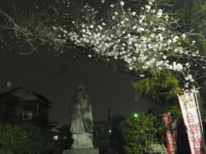 足利学校：孔子像と夜桜の写真です。