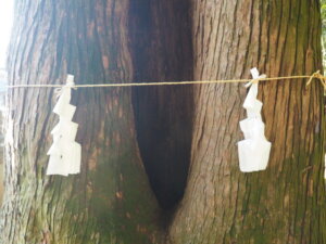 出世稲荷神社：出世杉の樹洞の写真です。