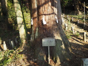 出世稲荷神社：出世杉の写真です。