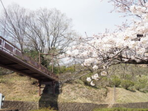 織姫公園の吊り橋と桜の写真です。