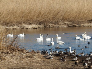 ガバ沼の白鳥とカモの写真です。