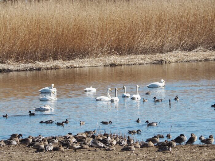 ガバ沼:白鳥の写真です。