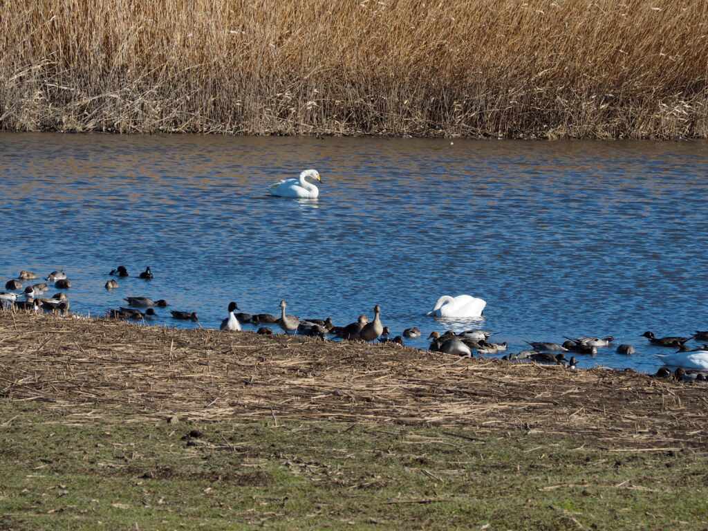 ガバ沼の白鳥と鴨の写真です。
