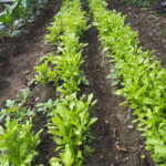 収穫期を迎え始めたシュンギクの写真です。