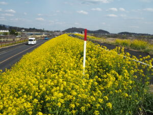 足利赤十字病院南がわのサイクリングロード沿いの菜の花の写真です。