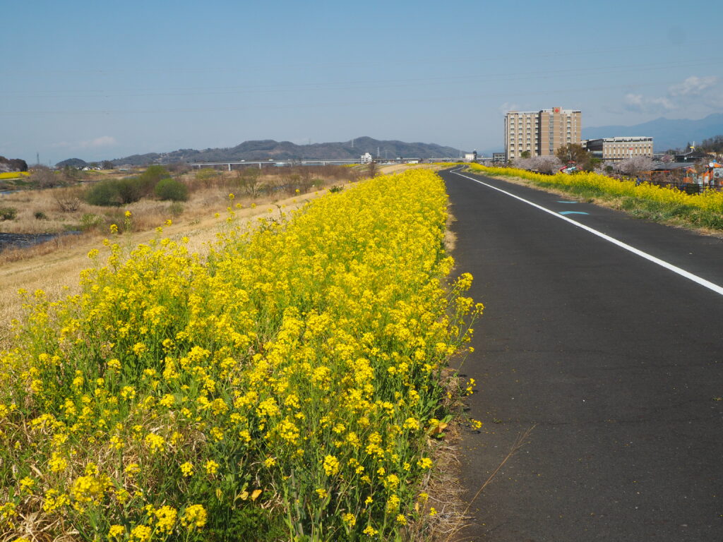 足利赤十字病院南がわのサイクリングロード沿いの菜の花の写真です。