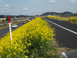 足利赤十字病院南がわのサイクリングロード沿いの菜の花の写真です。