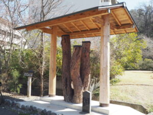 足利三十三観音霊場巡り：山川 長林寺の参道にある「たらちねの松」の写真です。
