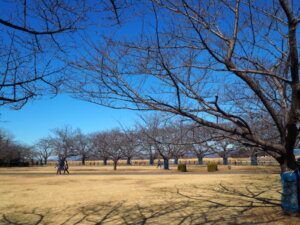 多々良沼公園の写真です。