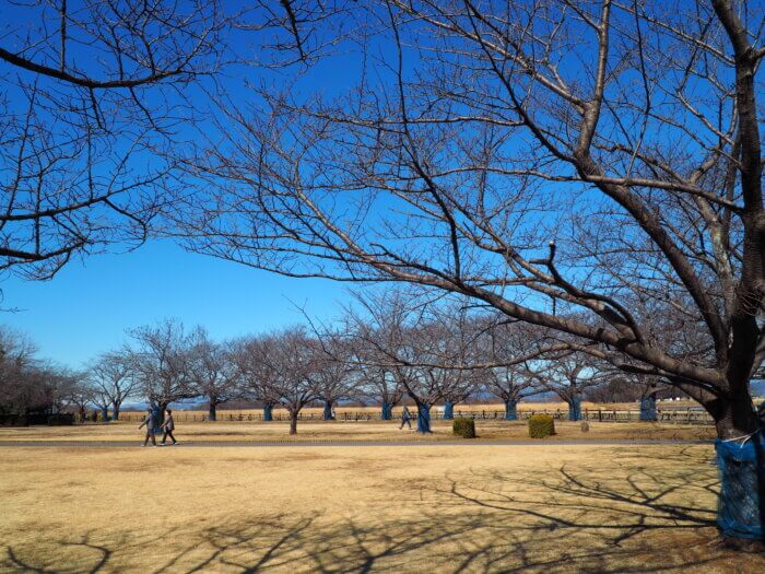 多々良沼公園の写真です。