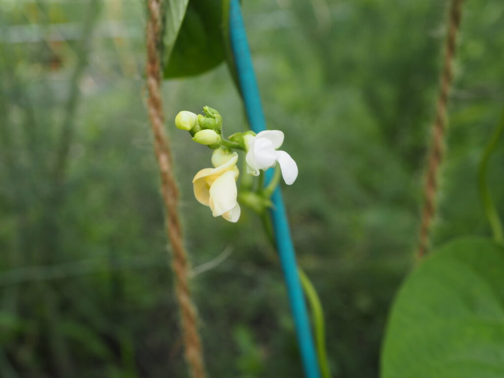 ツルありインゲンの花の写真です。