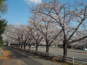 足利大学周辺の桜の写真です。