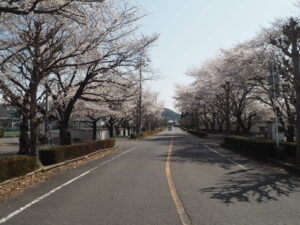足利大学周辺の桜の写真です。
