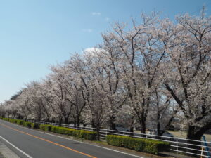 足利大学周辺の桜の写真です。
