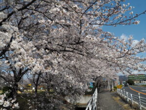 足利大学周辺の桜の写真です。