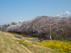 足利大学周辺の桜の写真です。