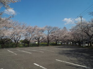 足利大学周辺の桜の写真です。