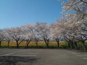 足利大学周辺の桜の写真です。